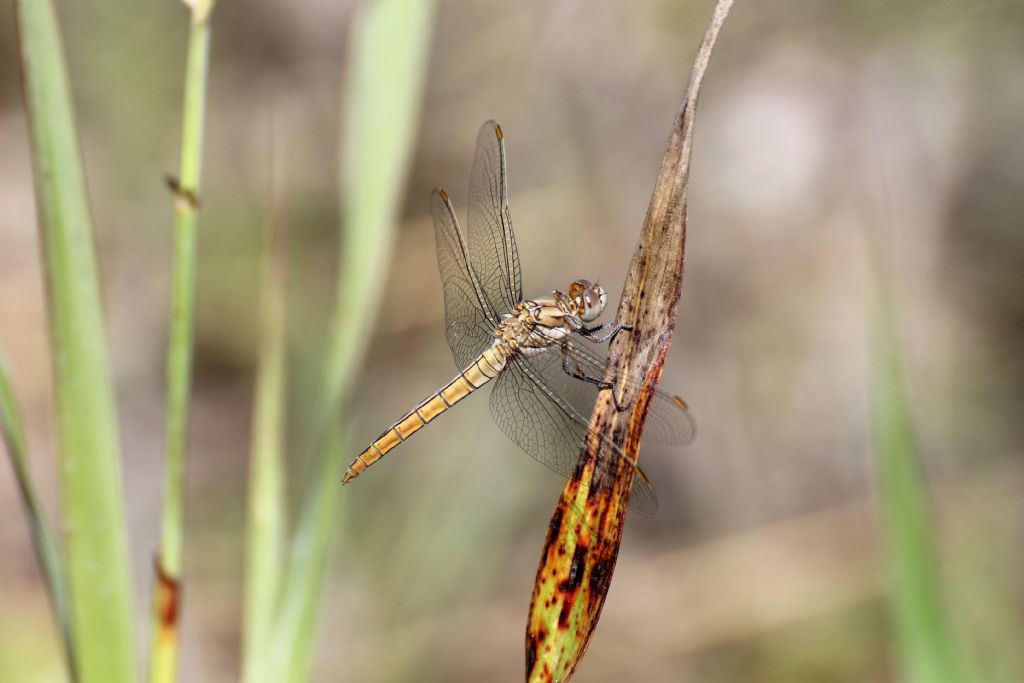 Anche questo  un Orthetrum brunneum immaturo? S